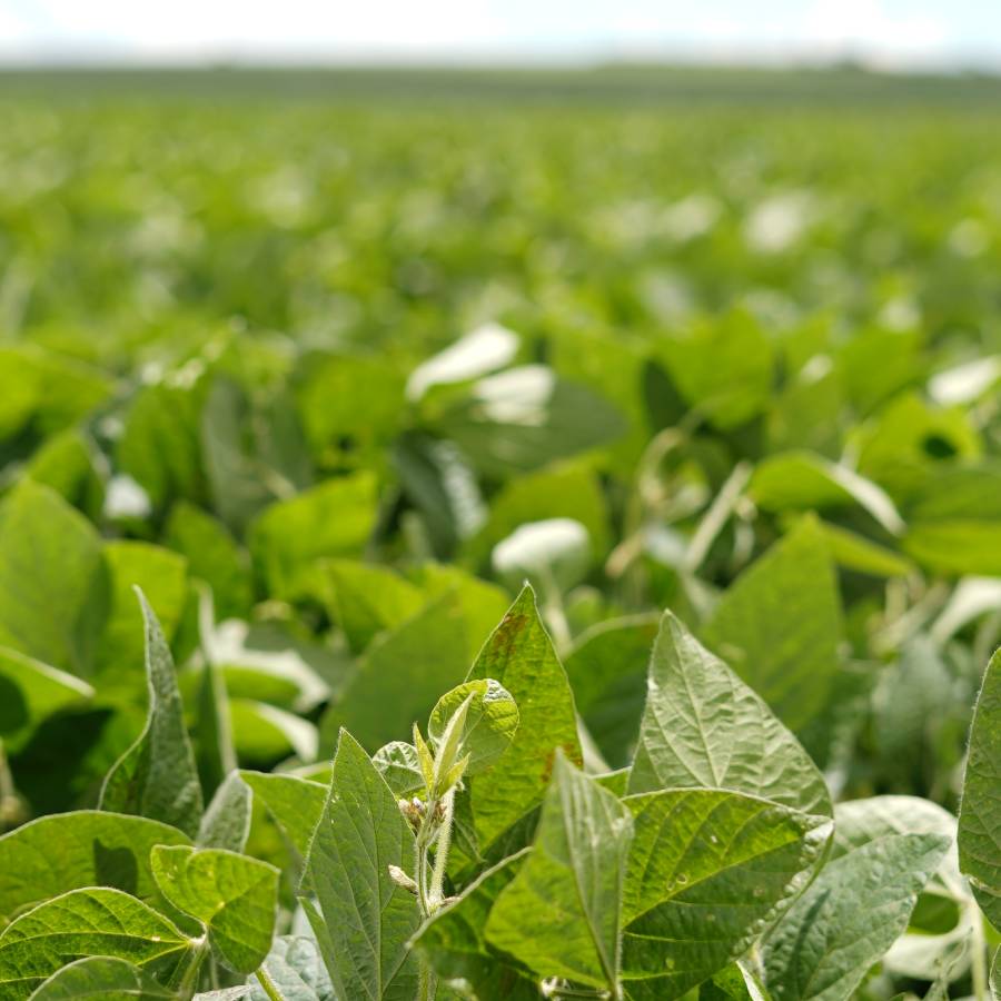 Câmeras Frias Boa Safra Sementes de Soja