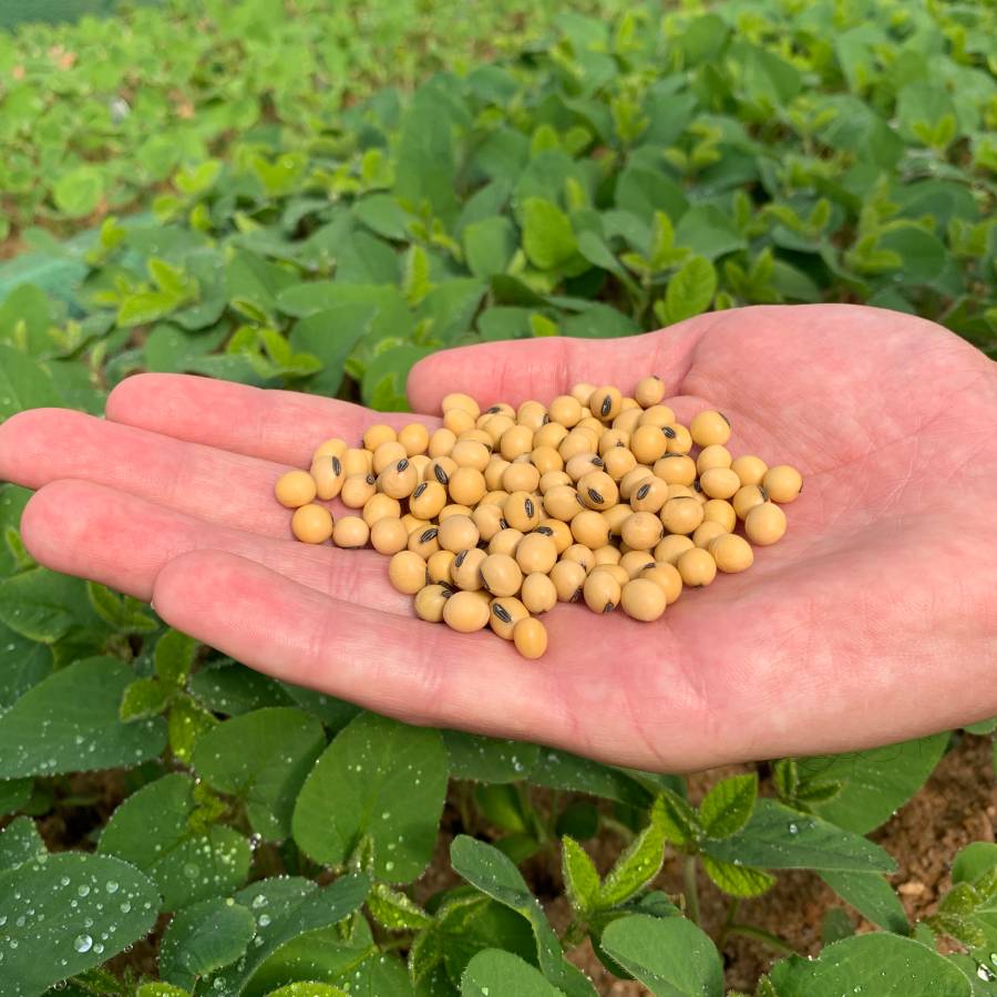 Câmeras Frias Boa Safra Sementes de Soja