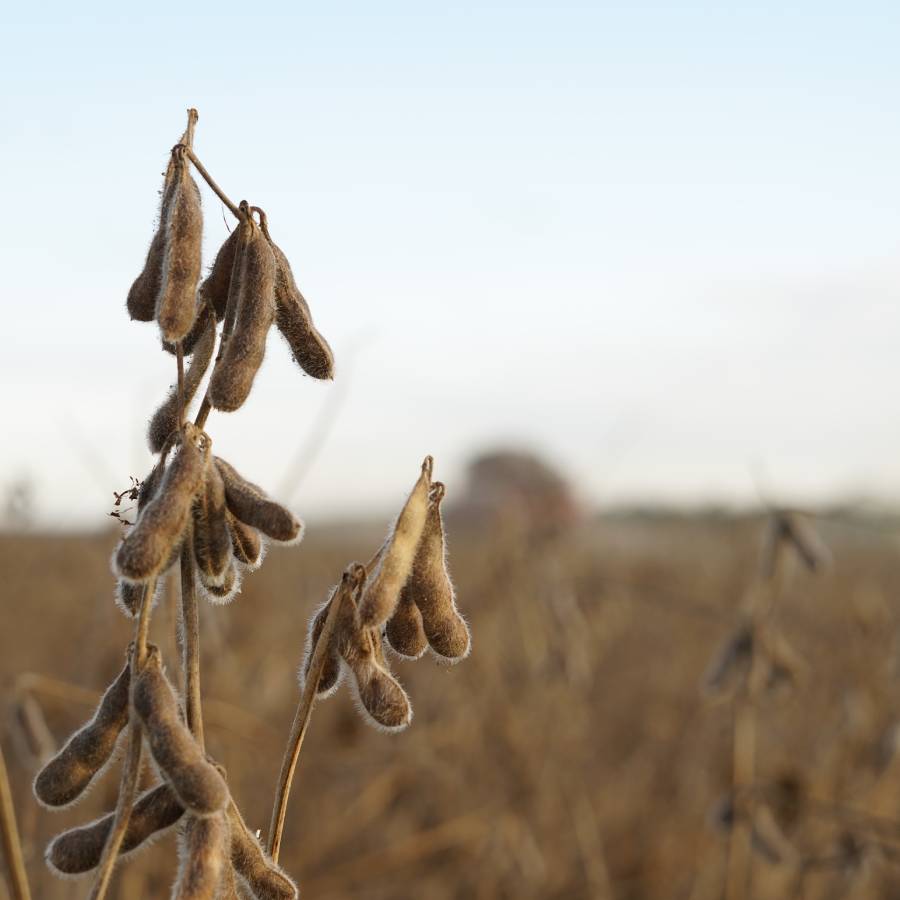 Câmeras Frias Boa Safra Sementes de Soja