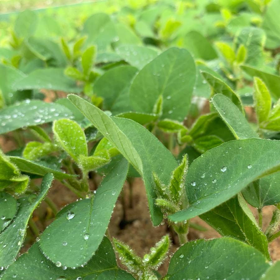 Câmeras Frias Boa Safra Sementes de Soja
