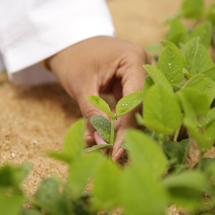 Câmeras Frias Boa Safra Sementes