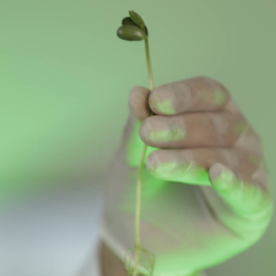 Câmeras Frias Boa Safra