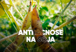 Manejo de doenças: como combater com eficiência a antracnose na soja