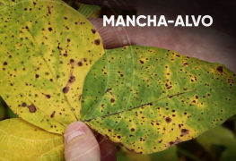 Manejo de doenças: como não perder sua safra para a mancha-alvo