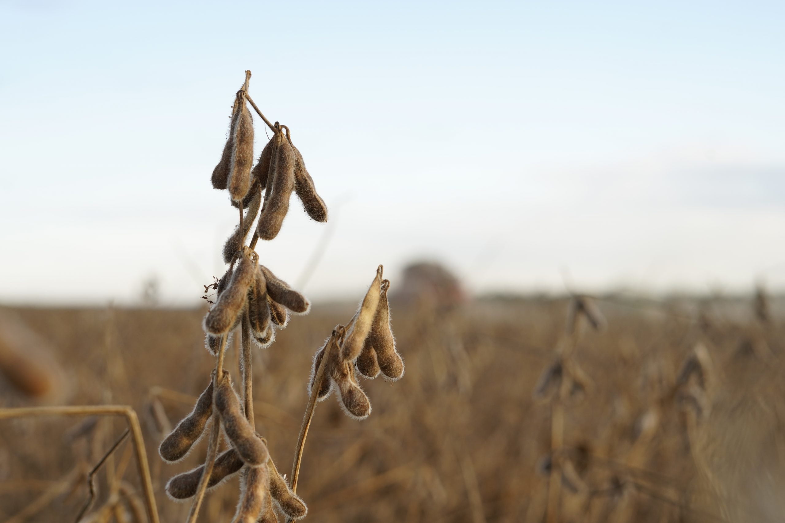 Boa Safra ultrapassa marca de 210 mil big bags de capacidade de sementes de soja em 2023