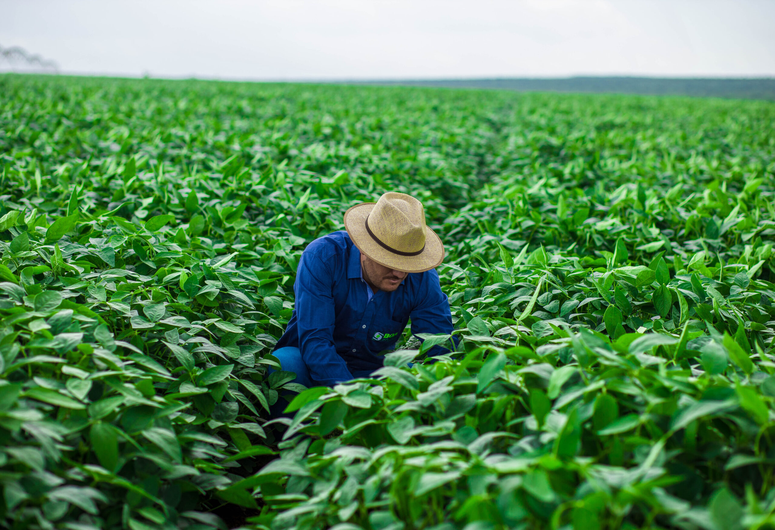 Boa Safra vê alta de 30% na produção de sementes de soja, tem vendas antecipadas