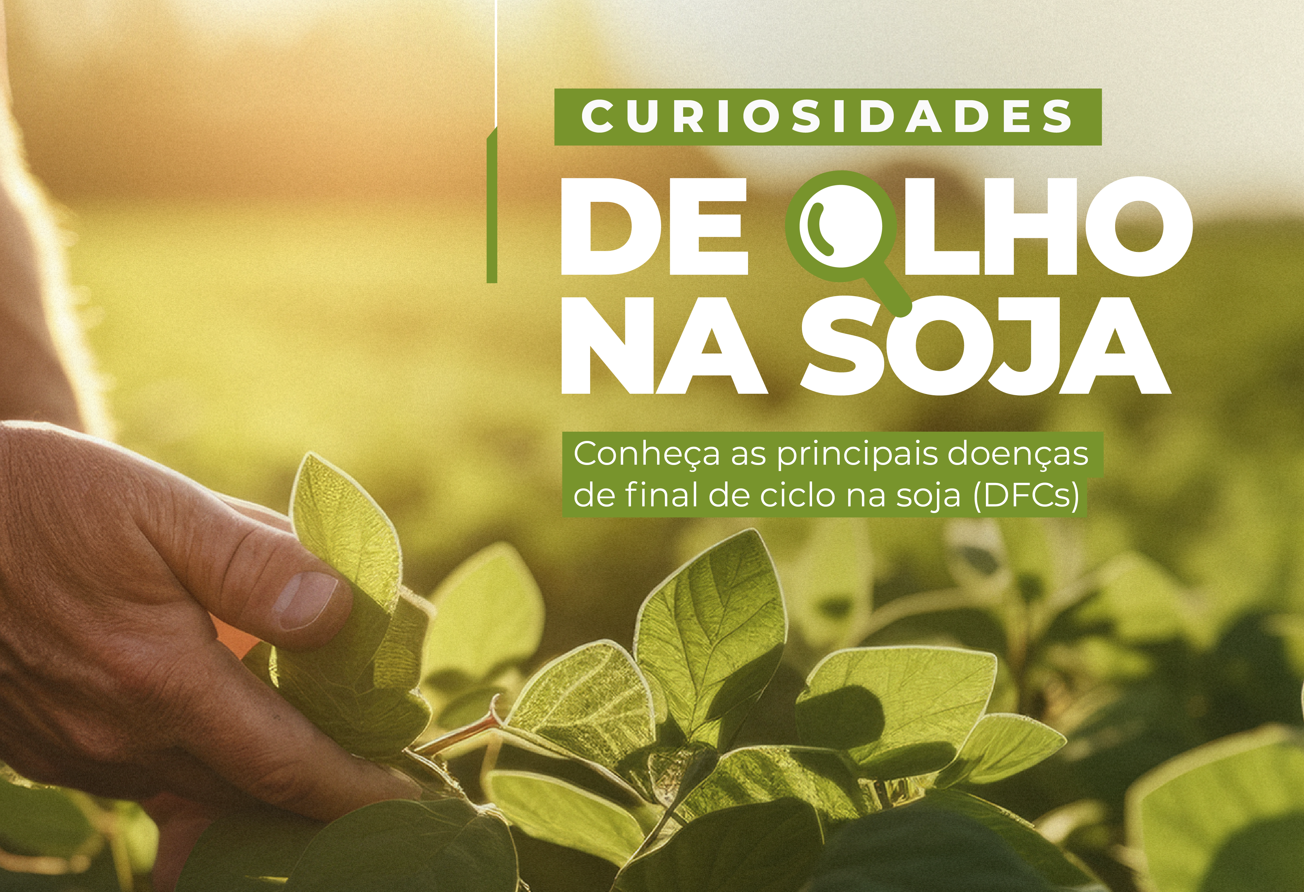 De olho na soja: Doenças de Final de Ciclo na Cultura de Soja