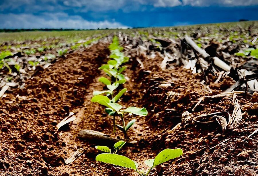 Pragas de verão: proteja sua produção na safra e pós-colheita