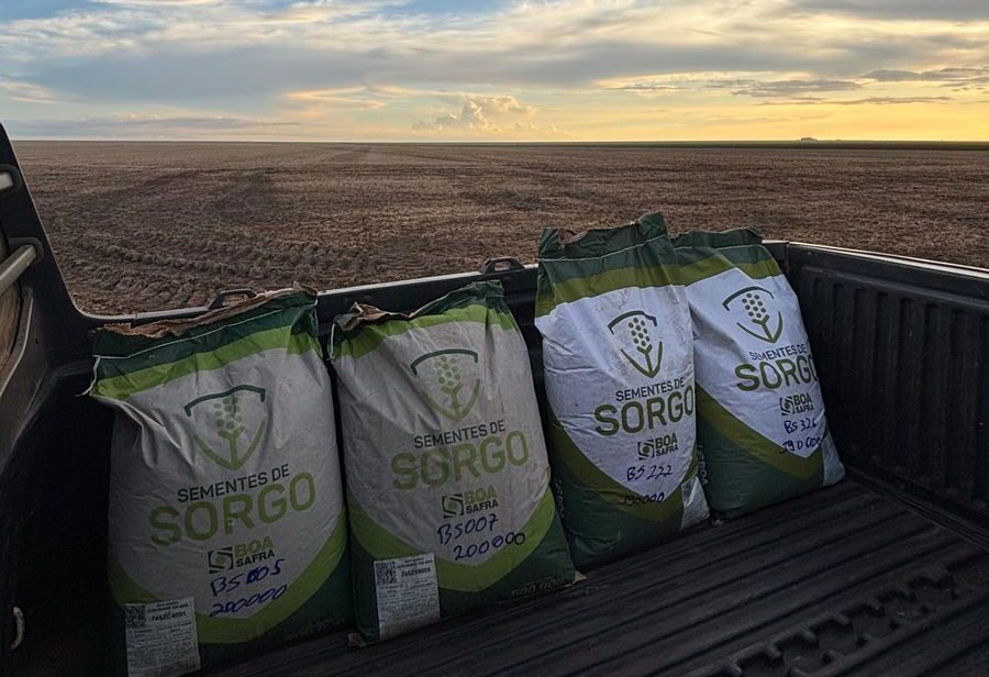 Sorgo: uma opção promissora para a agricultura brasileira