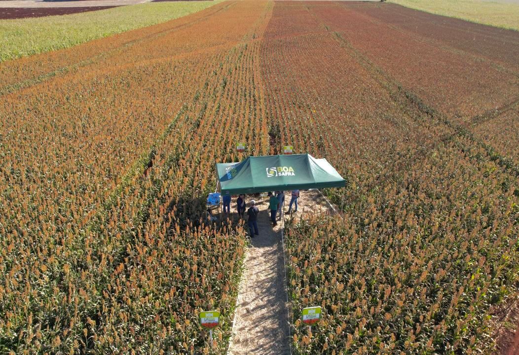 Boa Safra conquista liderança nacional em produtividade de sorgo