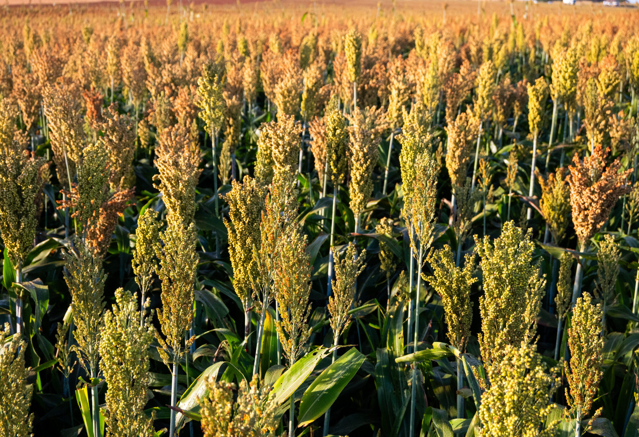 Por dentro da Safrinha 2025: como os híbridos Boa Safra se destacaram em produtividade de sorgo