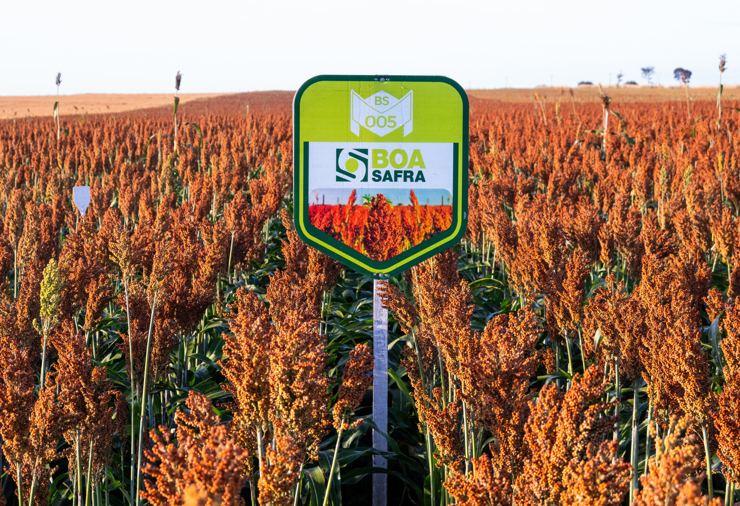 Boa Safra impulsiona sorgo no RS com rentabilidade acima de R$ 2.000 reais por hectare