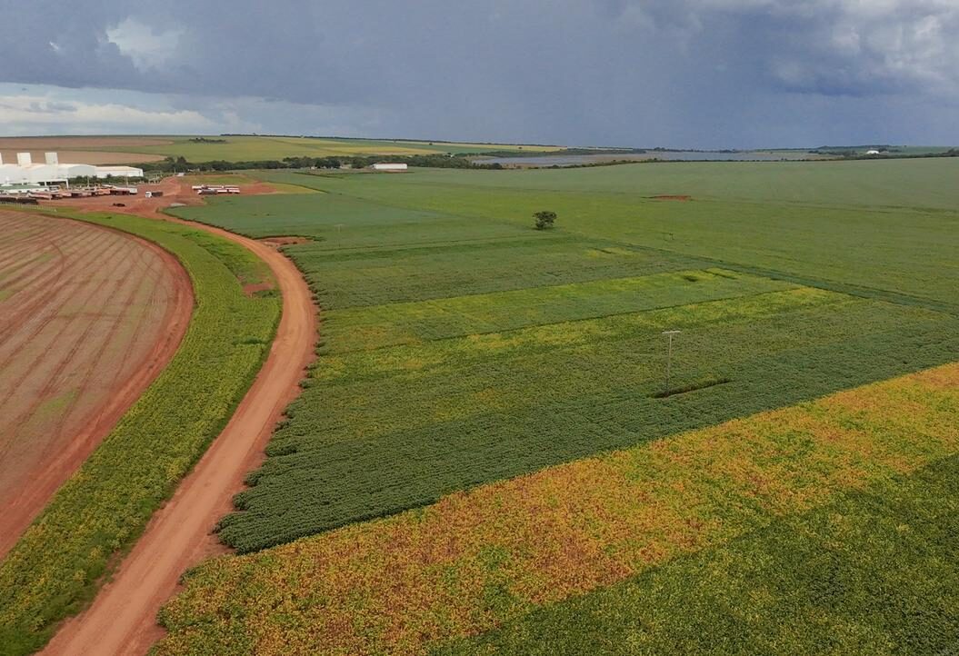 Boa Safra fortalece desempenho das sementes em pesquisa de campo